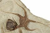 Ordovician Brittle Star and Crinoid Plate - Morocco #257299-3